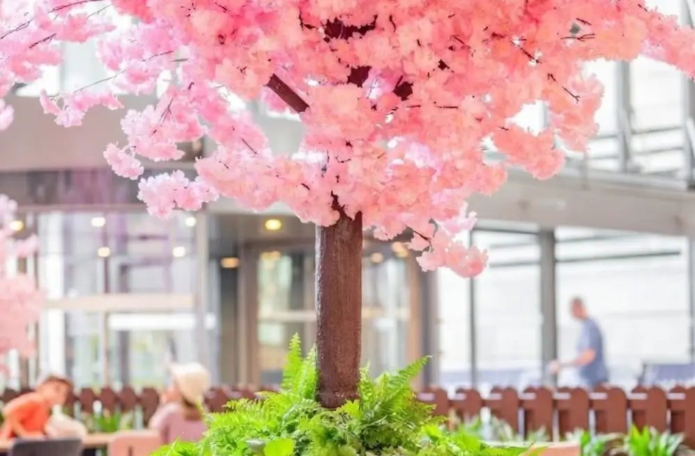 Der Kirschblütenbaum vor dem Café mit grünen Samtbänken